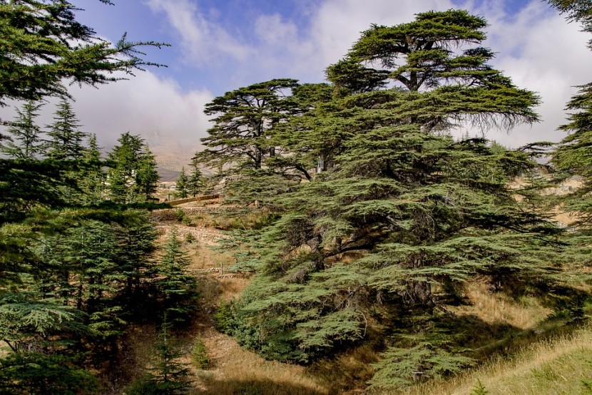 Cedars of Lebanon